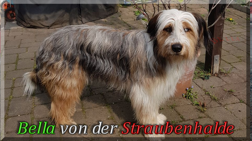 Wäller von der Straubenhalde